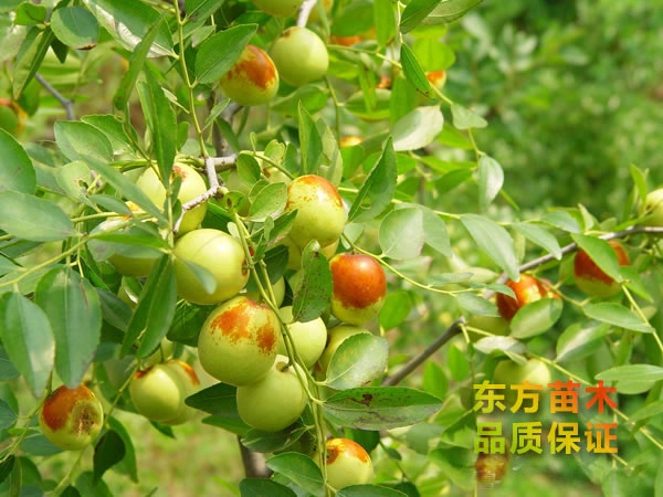 棗樹(shù)苗的適應(yīng)條件